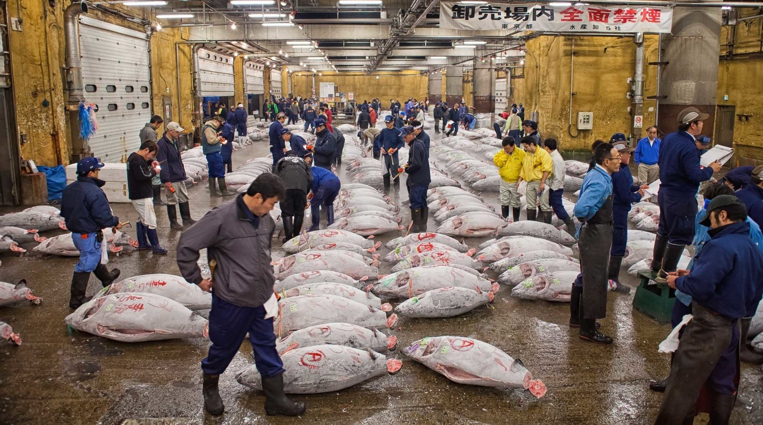 🎣 어부들의 싱싱한 아침 시장(우민추 토레토레 아사이치) 이미지 7